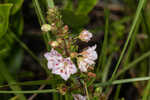 Hairy laurel <BR>Hairy wicky